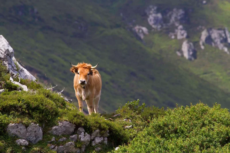 naturaleza asturiana