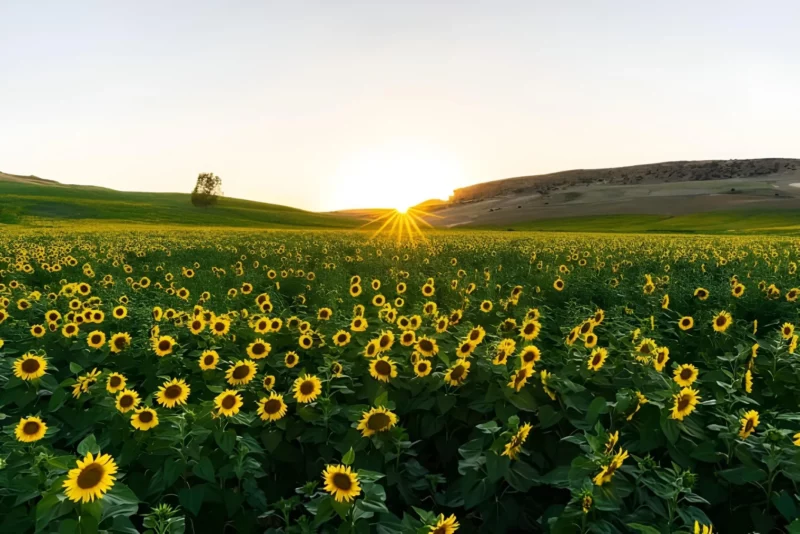 girasoles