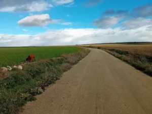 vistas al campo