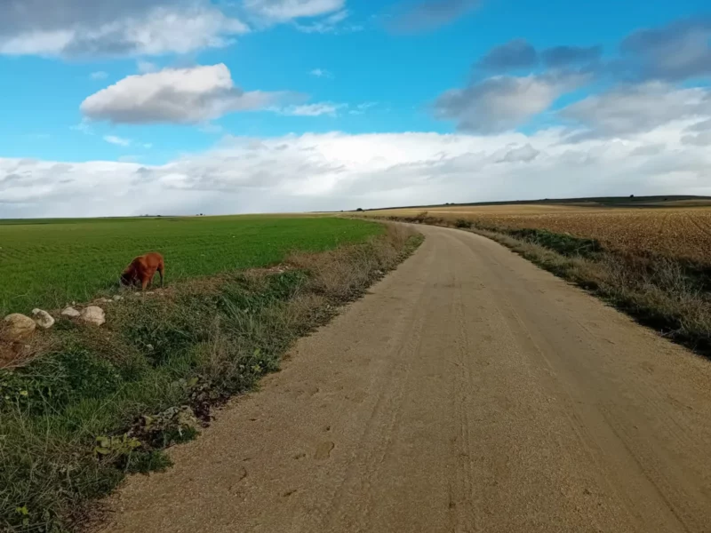 vistas al campo