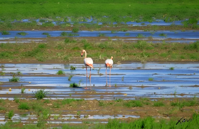 flamingos