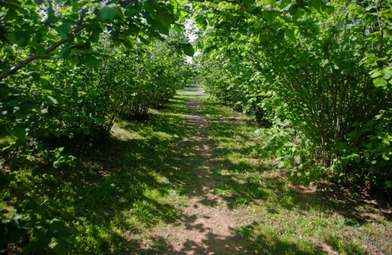 camino de campo