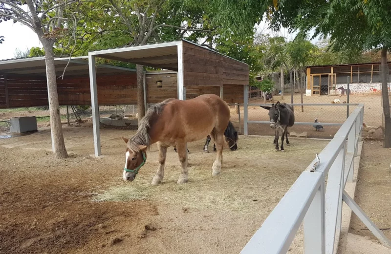 animales en el camping