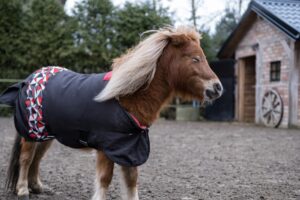konik nie na biegunach
