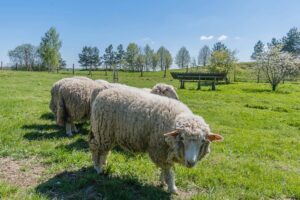 tanie domki letniskowe nad jeziorem