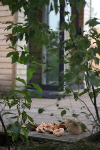 wakacje z psem wielkopolska