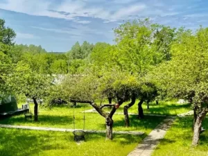 widok na ogród