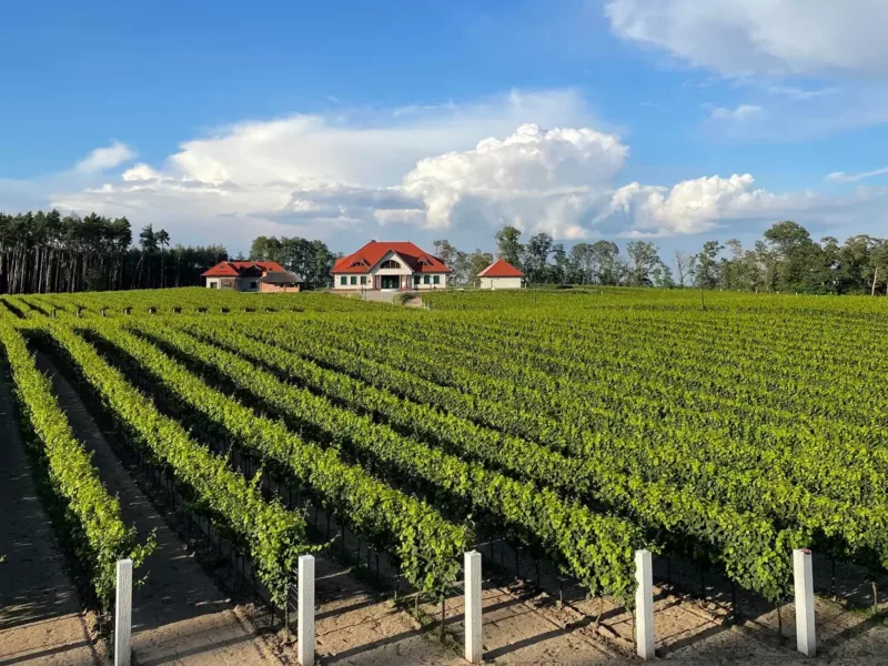 Ciekawe miejsca w Polsce jesienią: Polskie winnice