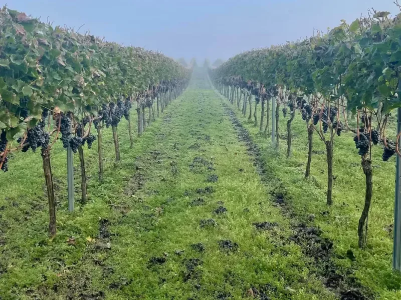 Apartamenty w Winnicy | Winnica Milsko