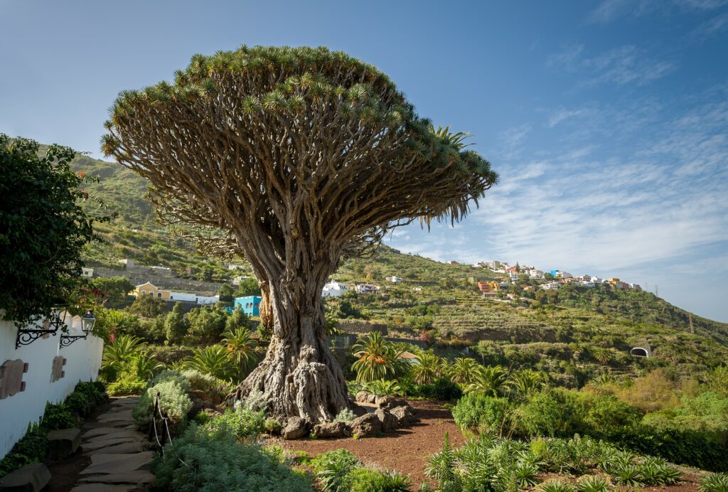 Drago Park in Tenerife