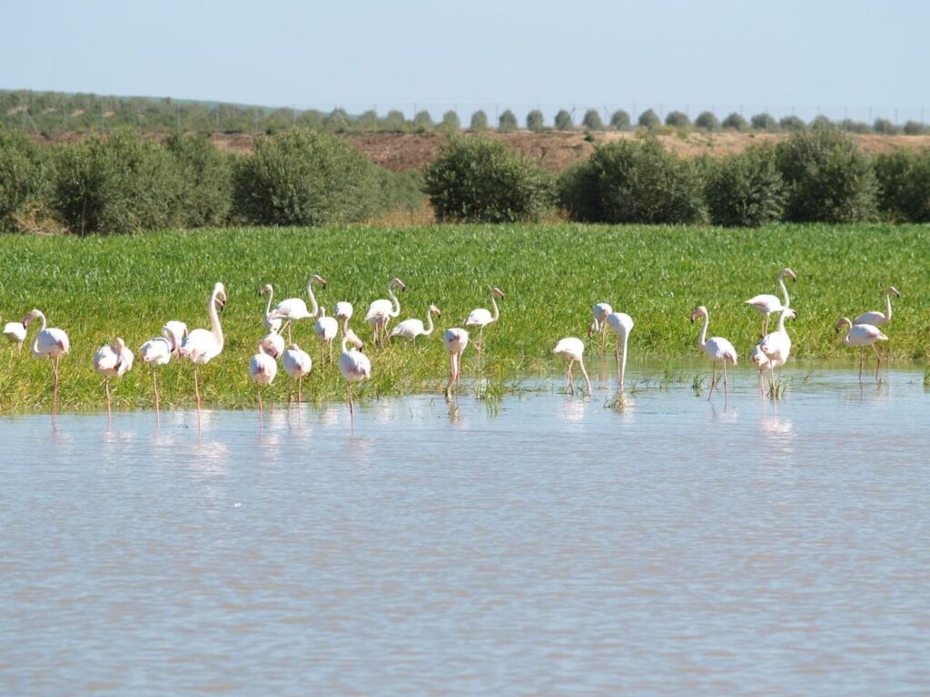 wild area in Spain