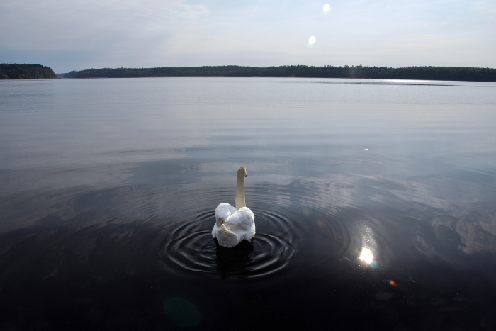 lake swan poland