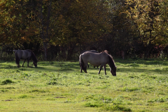 horses at białowieża Forest