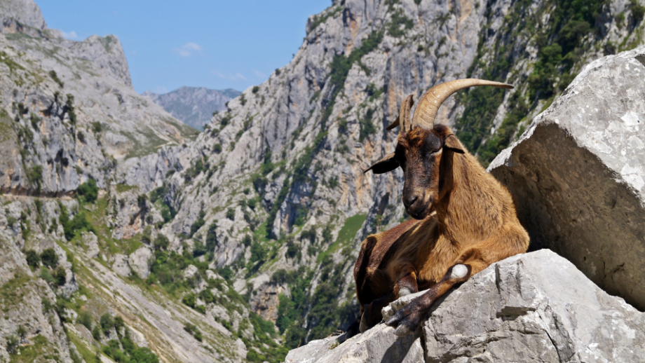 Ruta del Cares  Descubre la ruta más famosa de los Picos de Europa 🏔️