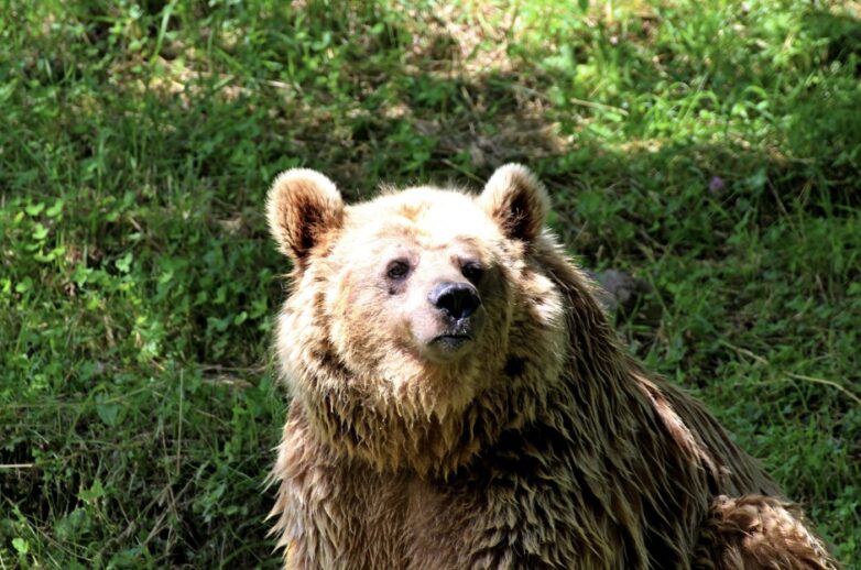 senda del oso pardo cantábrico