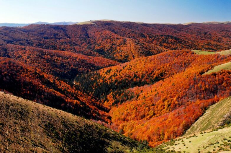 selva de irati otoño