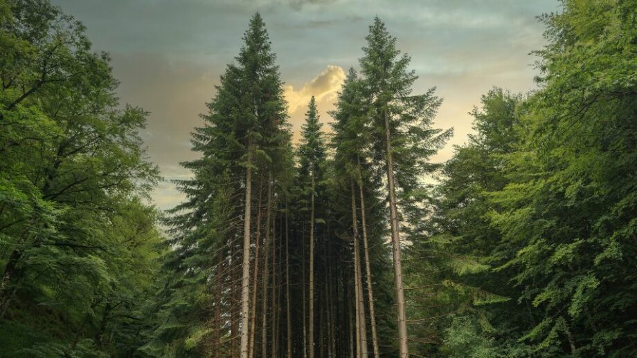 Selva de Irati 🌲🌳 Conoce 5 rutas más bonitas en Navarra