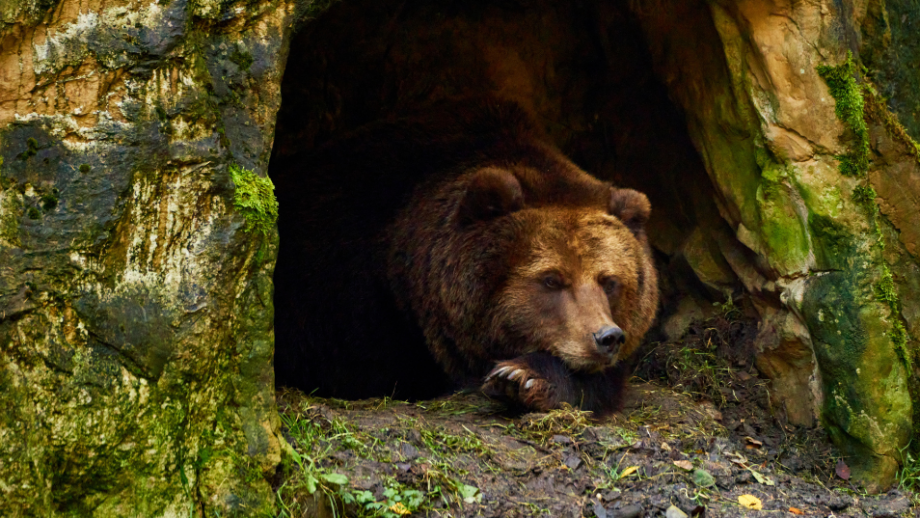 Senda del Oso 🐻 11 lugares idóneos para una aventura en la Naturaleza 💚