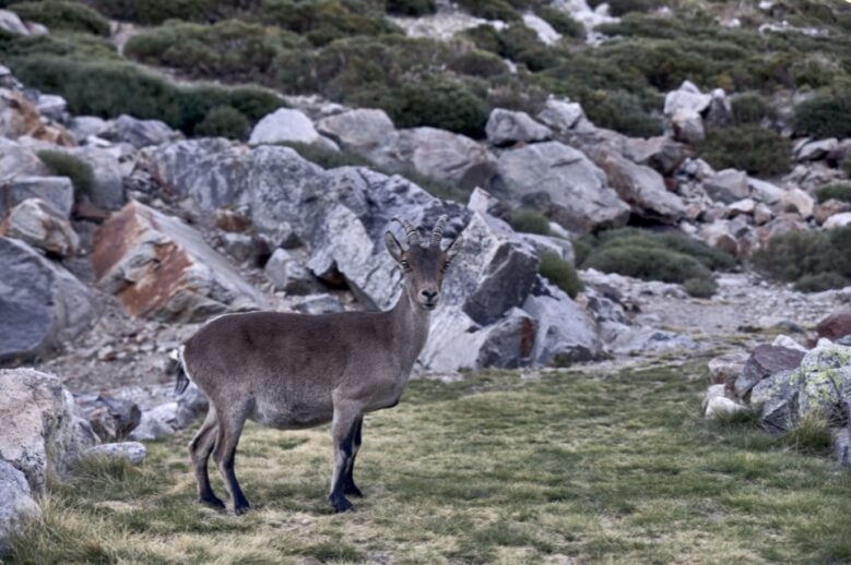 cordillera central fauna