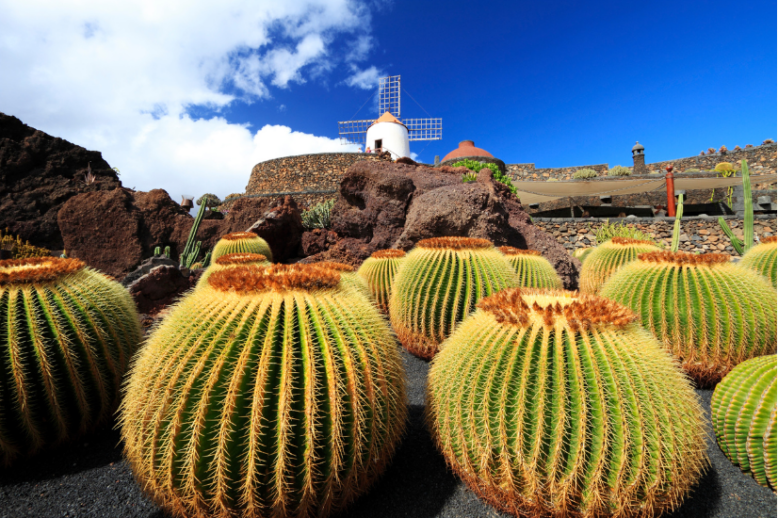 Jardín de Cactus