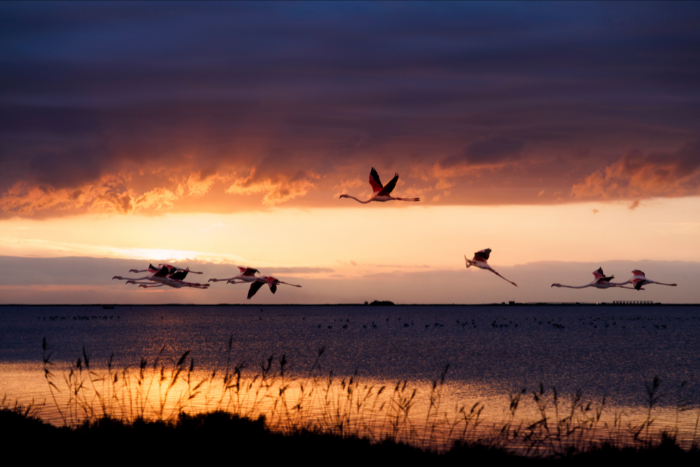 parque natural del delta del Ebro aves