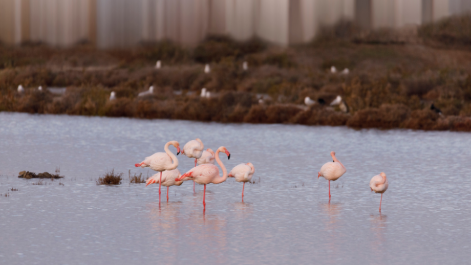 Parque Natural del Delta del Ebro 🦆 10 imprescindibles que ver y hacer