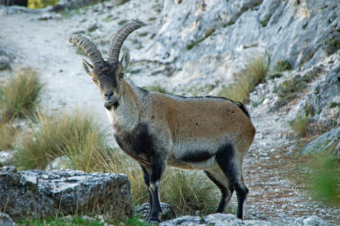 Sierra Cazorla: animales