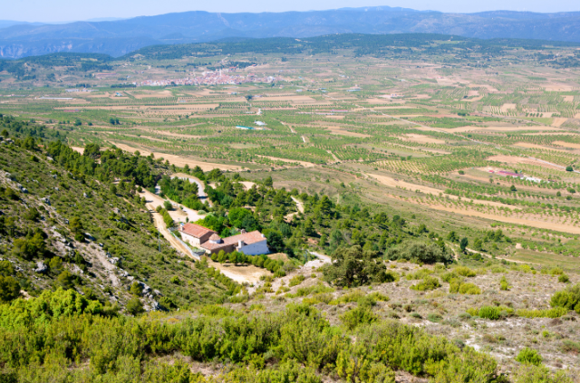 pico del buitre