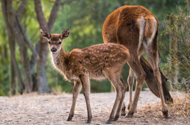 animales en el parque