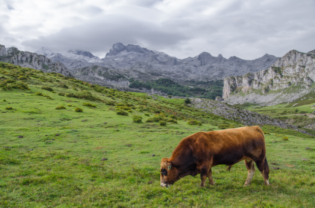 una vaca junto a los lagos