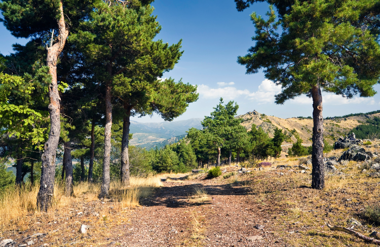 sierra de ayllón y el pico del lobo