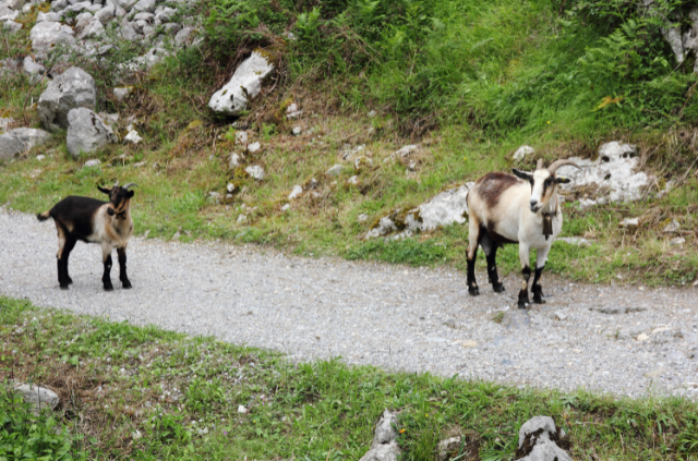 dos cabritas en los picos de europa