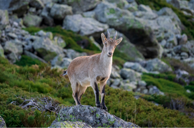 Sierra de Guadarrama
