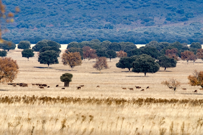 el parque nacional de cabañeros   
