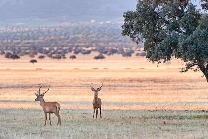 unos ciervos en el parque nacional de cabañeros   
