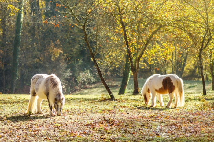 La fageda d'en Jordà 
