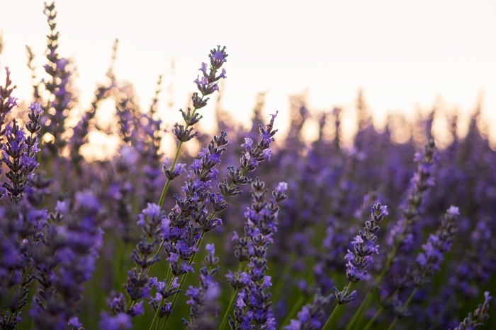 campos de lavanda