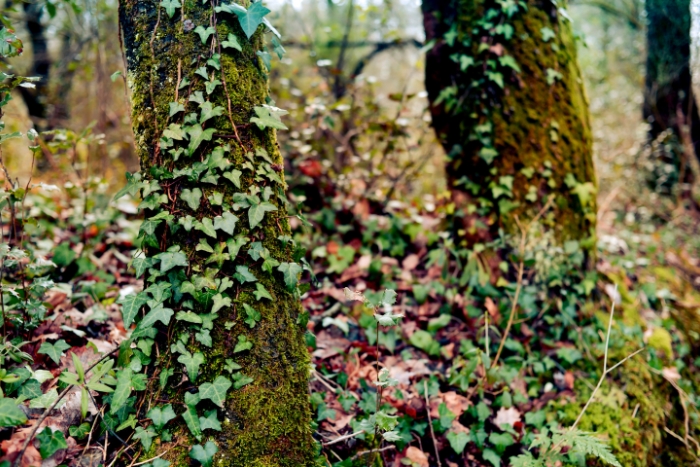 La fageda d'en Jordà 
