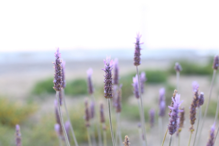 campos de lavanda