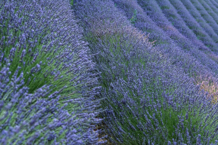 campos de lavanda