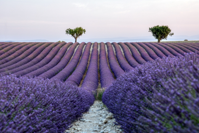 campos de lavanda