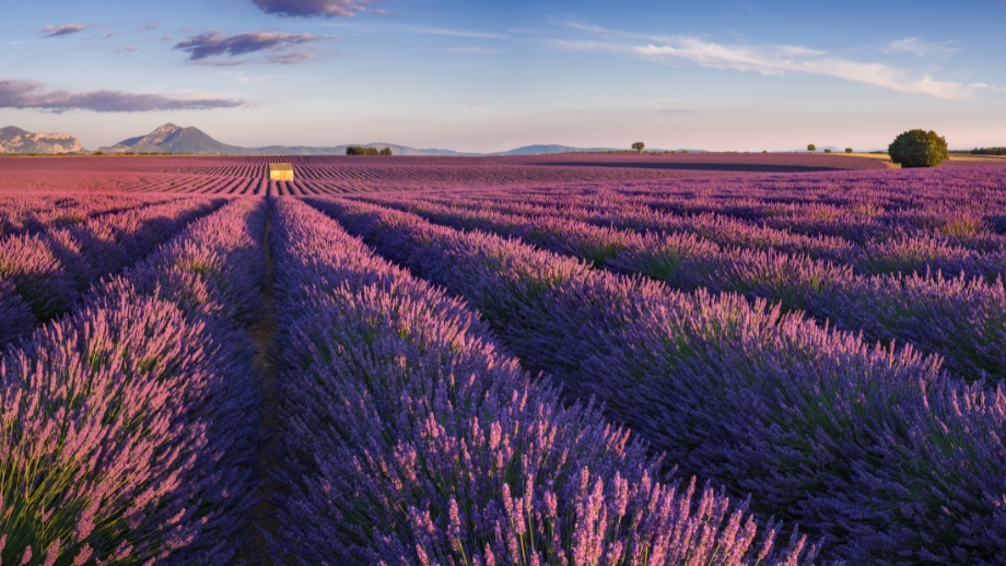 Campos de lavanda 9 campos que parecen salidos de un sueño 🪻