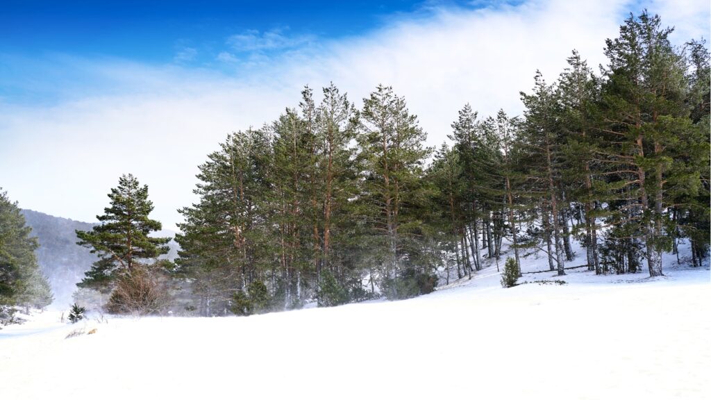 vista al bosque cubierto por la nieve