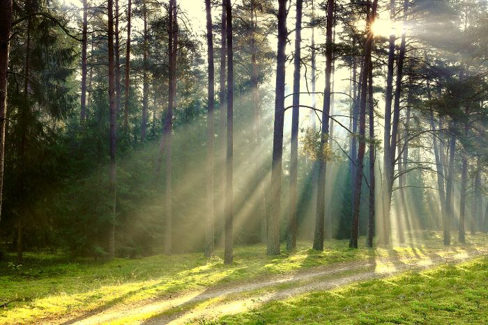 bosque