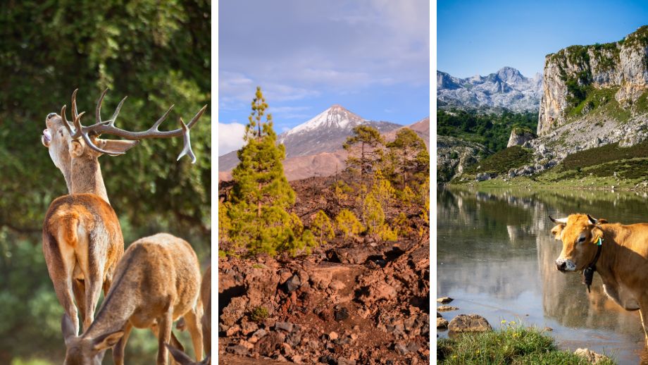 Parques Nacionales de España 🌲 16 mejores espacios naturales