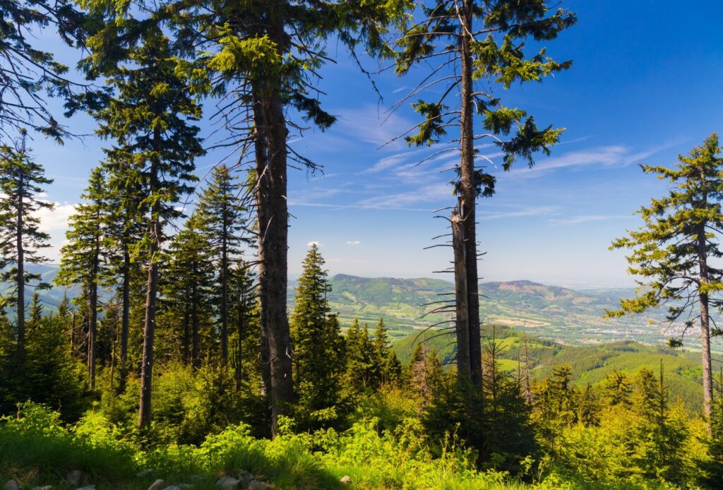 widok z Łysej Góry