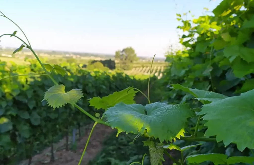 Winnica na Rozdrożu w rejonie Sandomierza