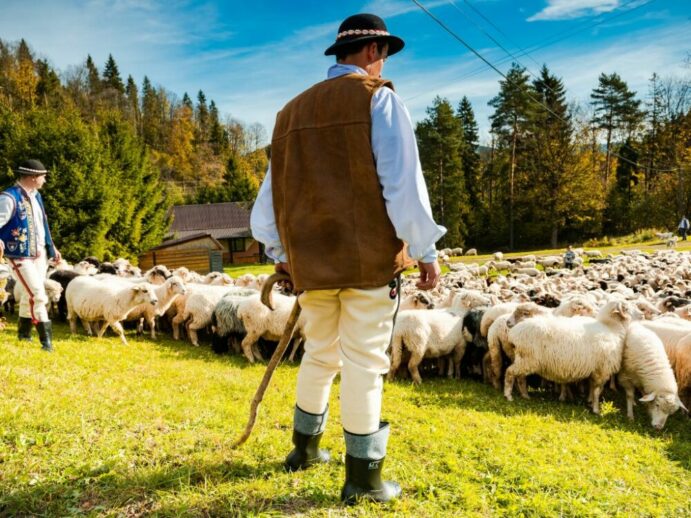 Szczawnica: redyk, spęd owiec z górskich pastwisk