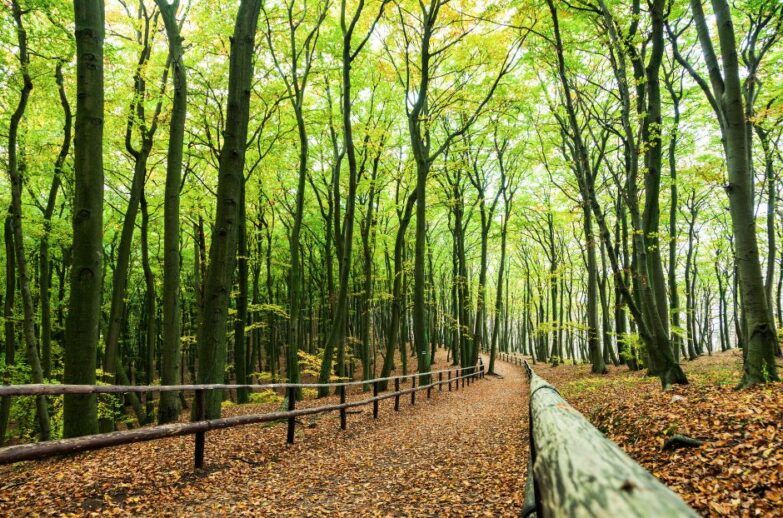 woliński park narodowy