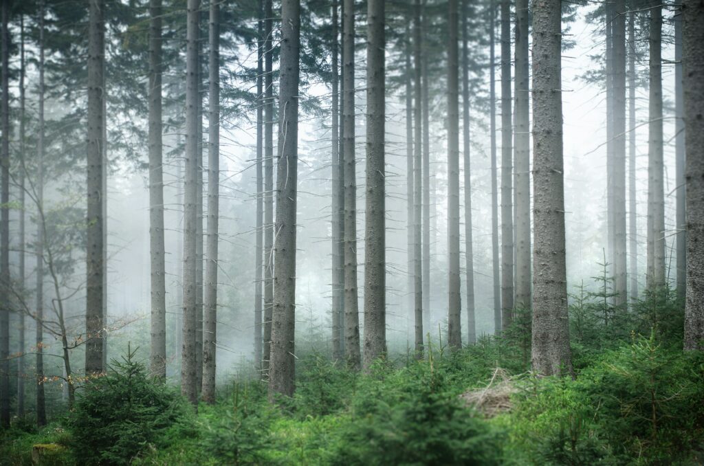 leśna droga na Śnieżkę